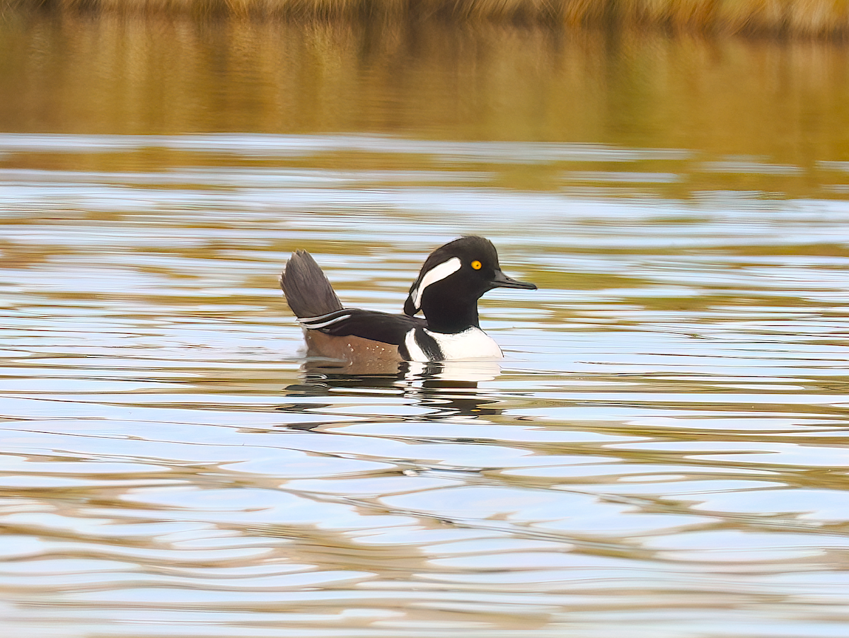 Hooded Merganser - ML645395821