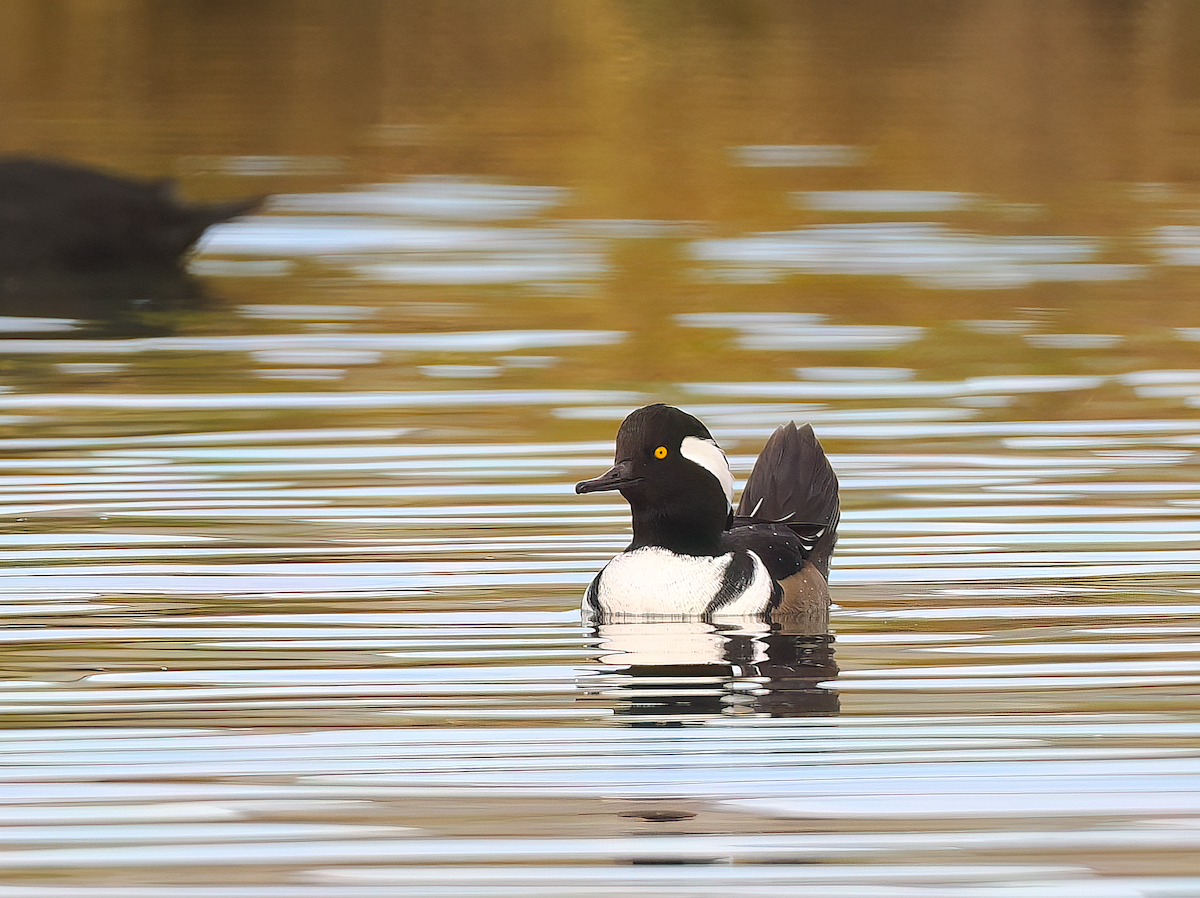 Hooded Merganser - ML645395823