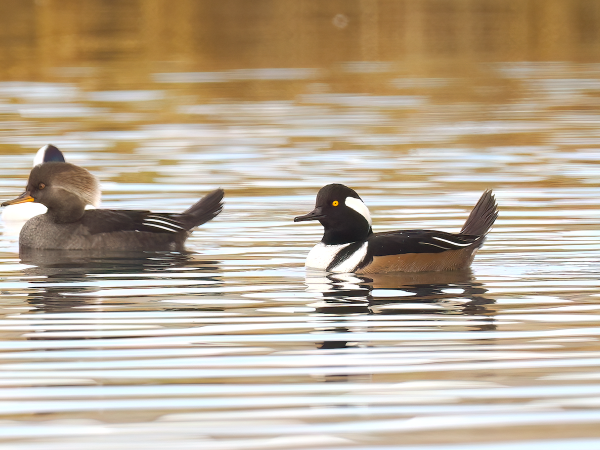 Hooded Merganser - ML645395824