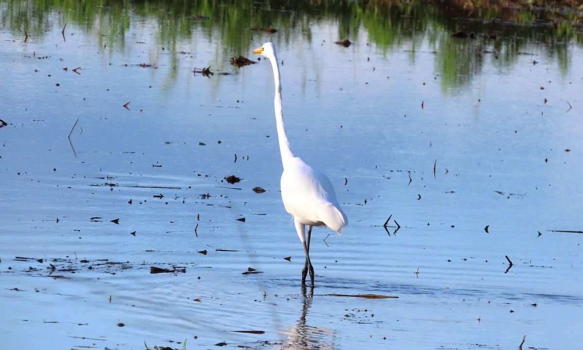 Great Egret - ML645395827