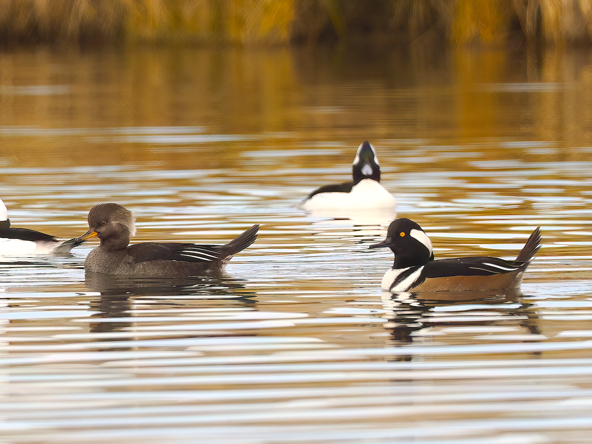Hooded Merganser - ML645395828