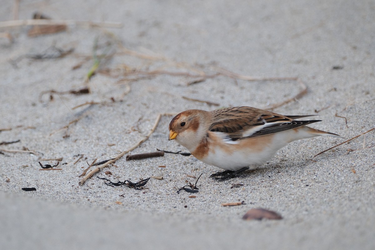 雪鵐 - ML645395834