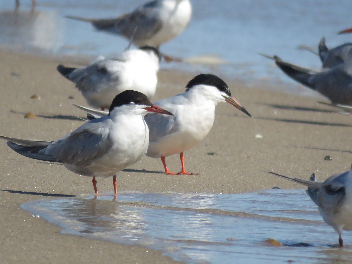 Roseate Tern - ML645395843