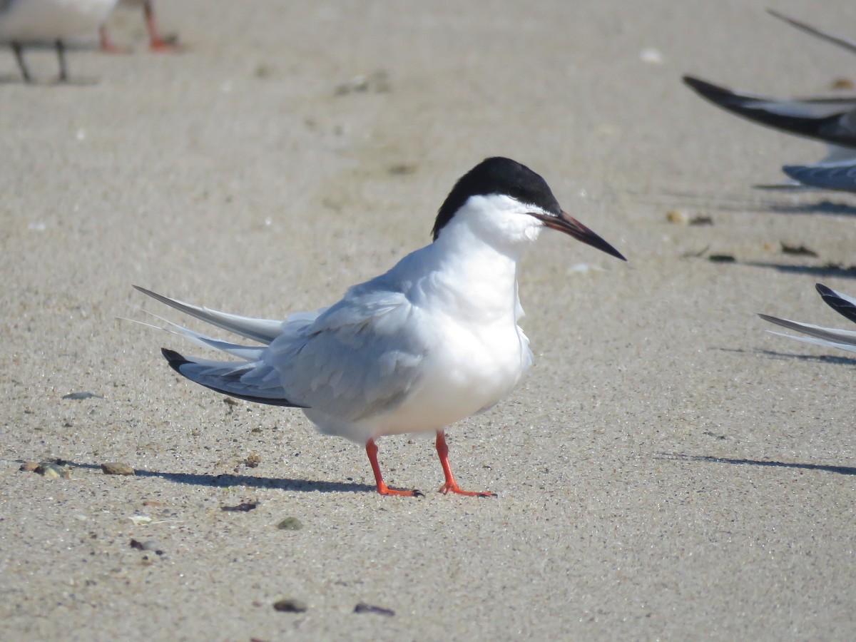 Roseate Tern - ML645395844