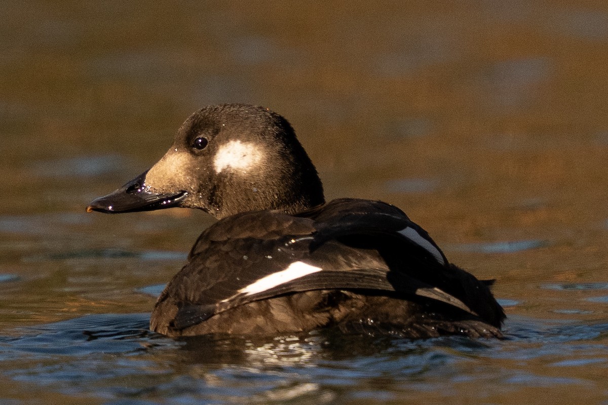 White-winged Scoter - ML645395847