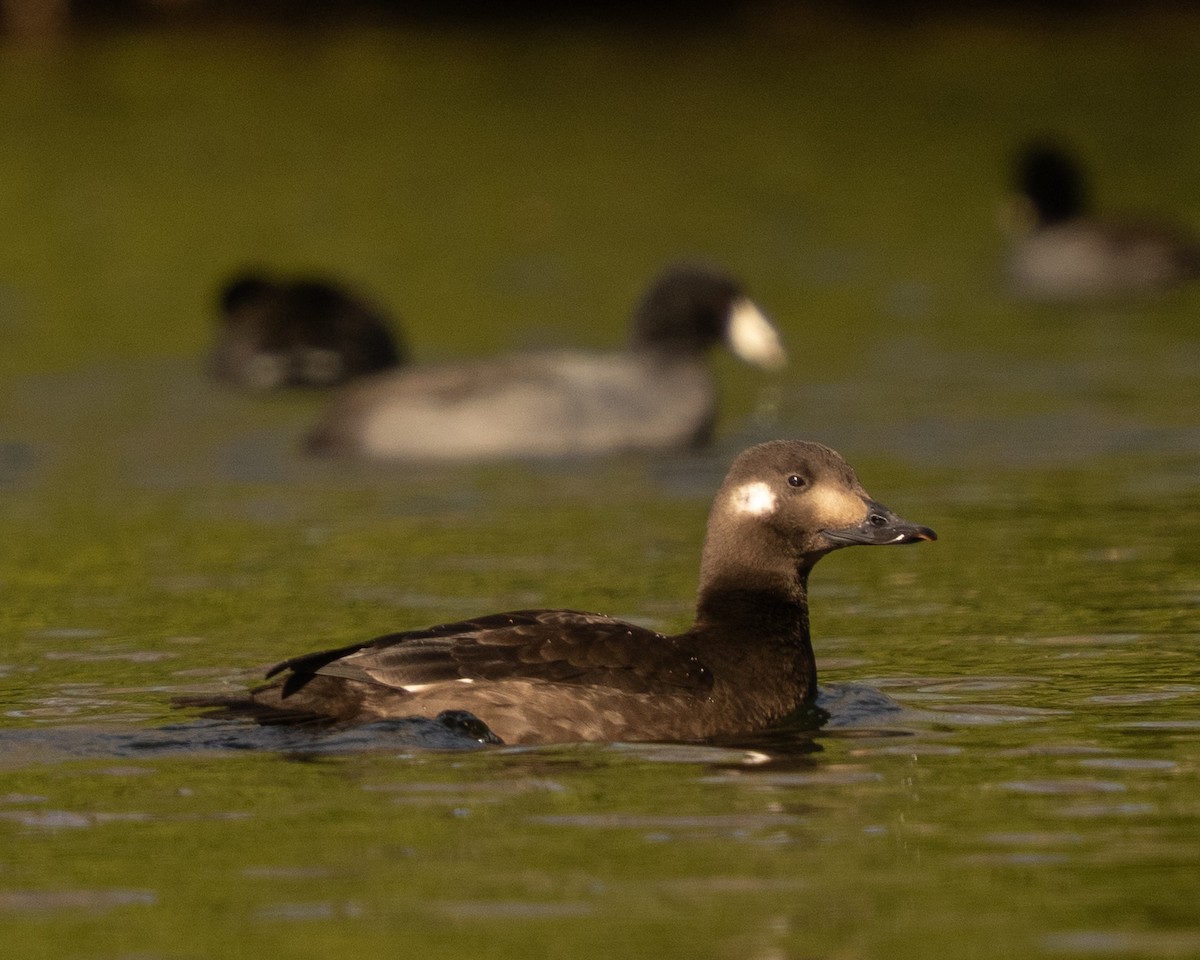 White-winged Scoter - ML645395848