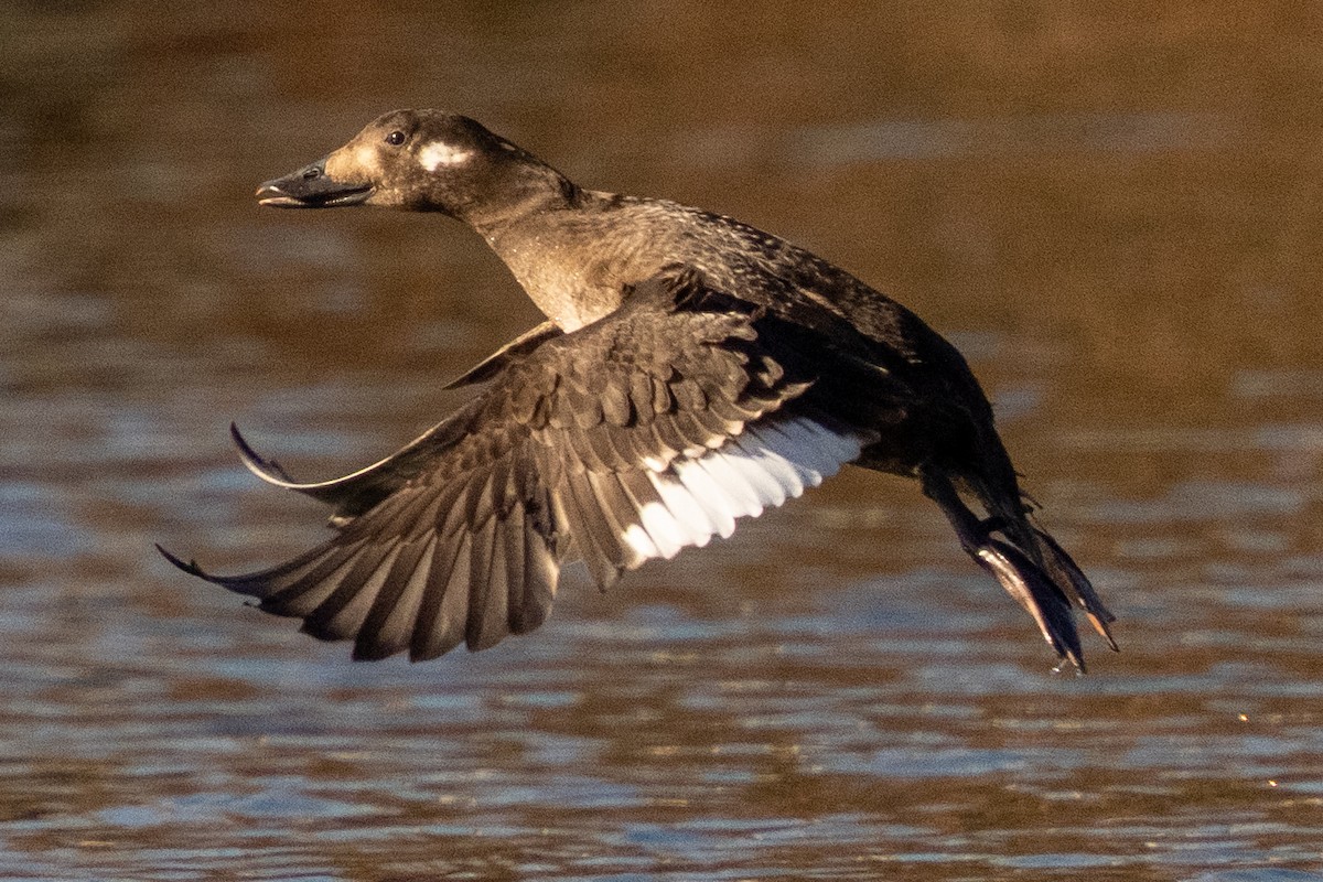 White-winged Scoter - ML645395849