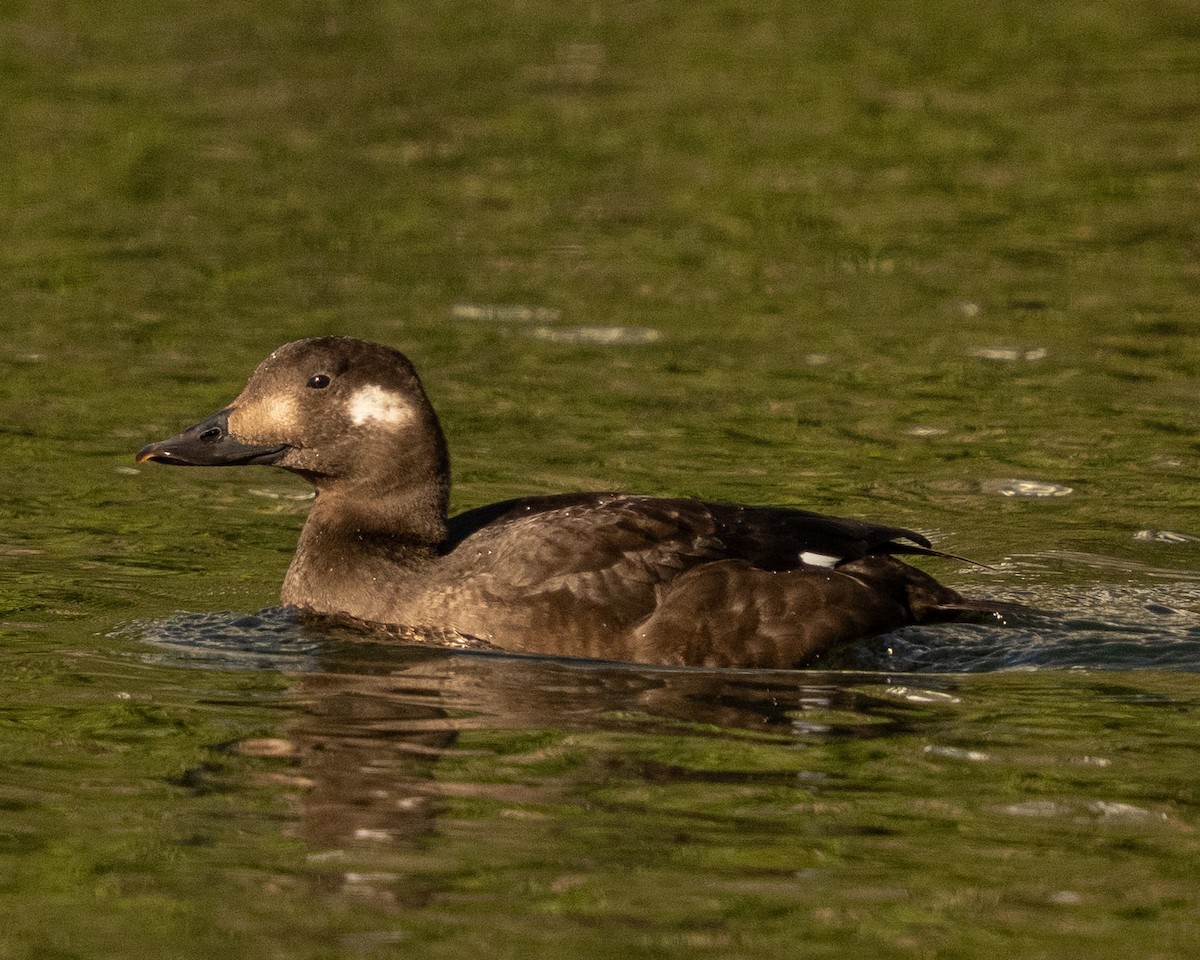 White-winged Scoter - ML645395850