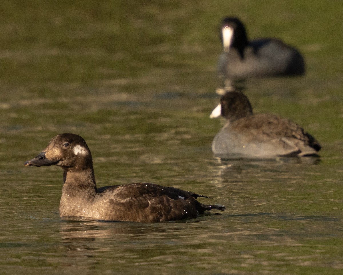 White-winged Scoter - ML645395851