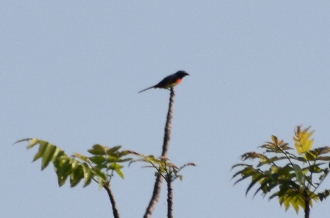 Small Minivet - ML645395854