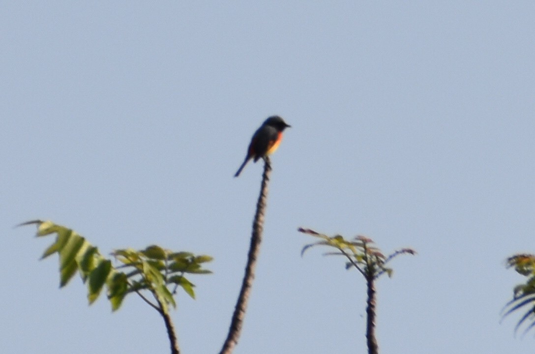 Small Minivet - ML645395855