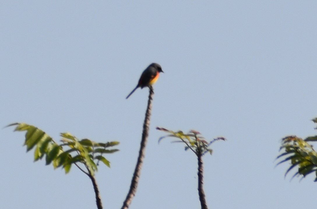 Small Minivet - ML645395856