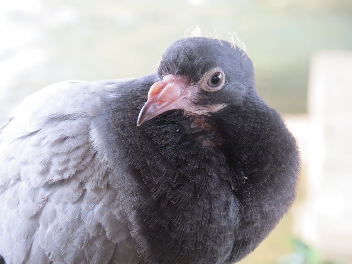 Rock Pigeon (Feral Pigeon) - ML645395859