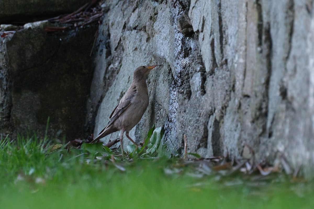 Rosy Starling - ML645395865