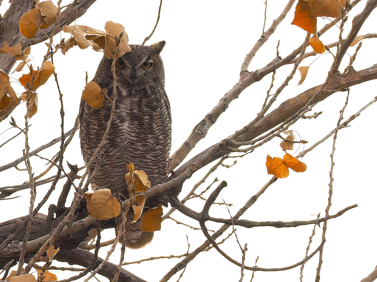 Пугач віргінський - ML645395866