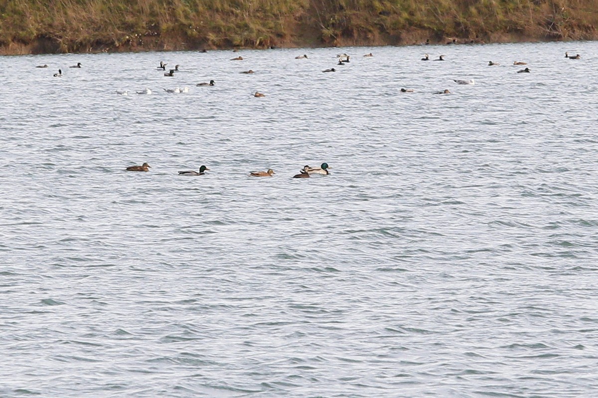 Common Scoter - ML645395867