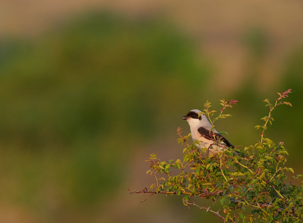 Schwarzstirnwürger - ML645395869