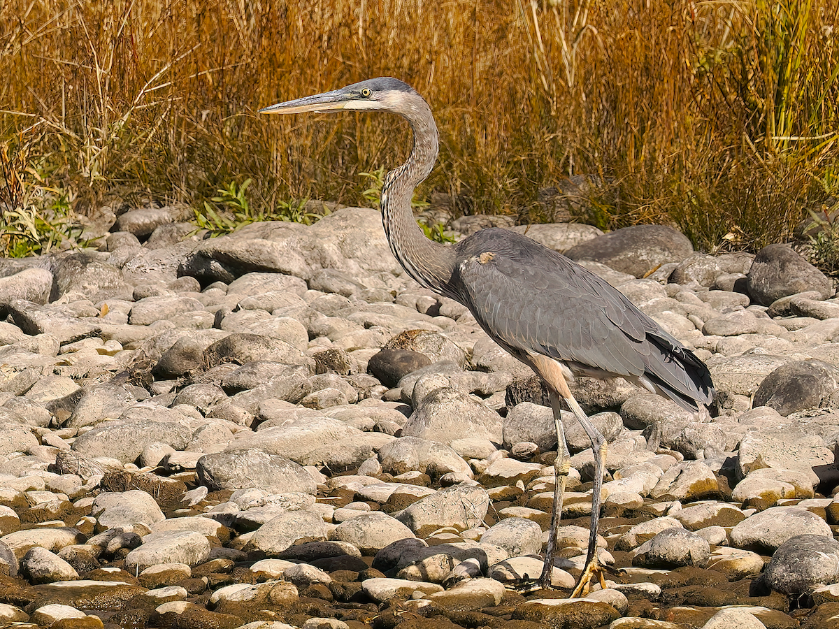 Great Blue Heron - ML645395891