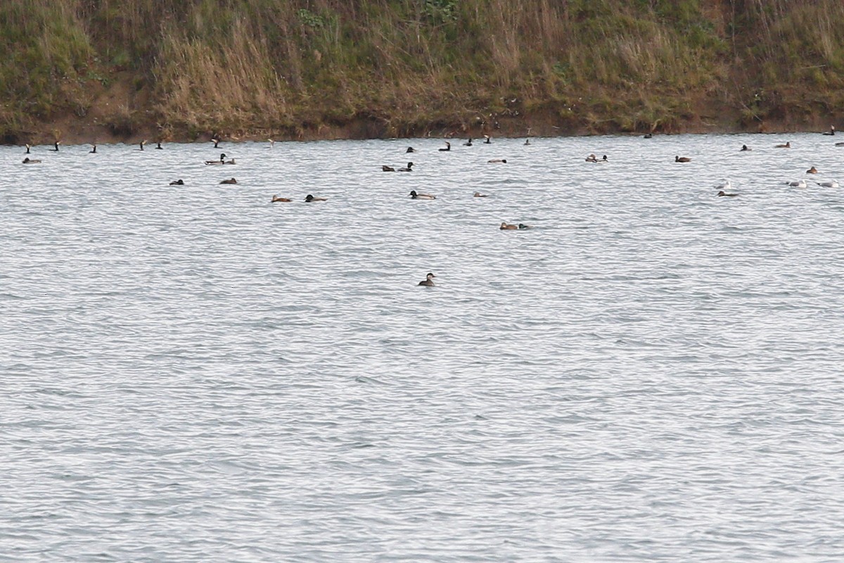 Common Scoter - ML645395892