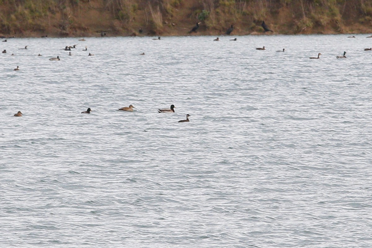 Common Scoter - ML645395894