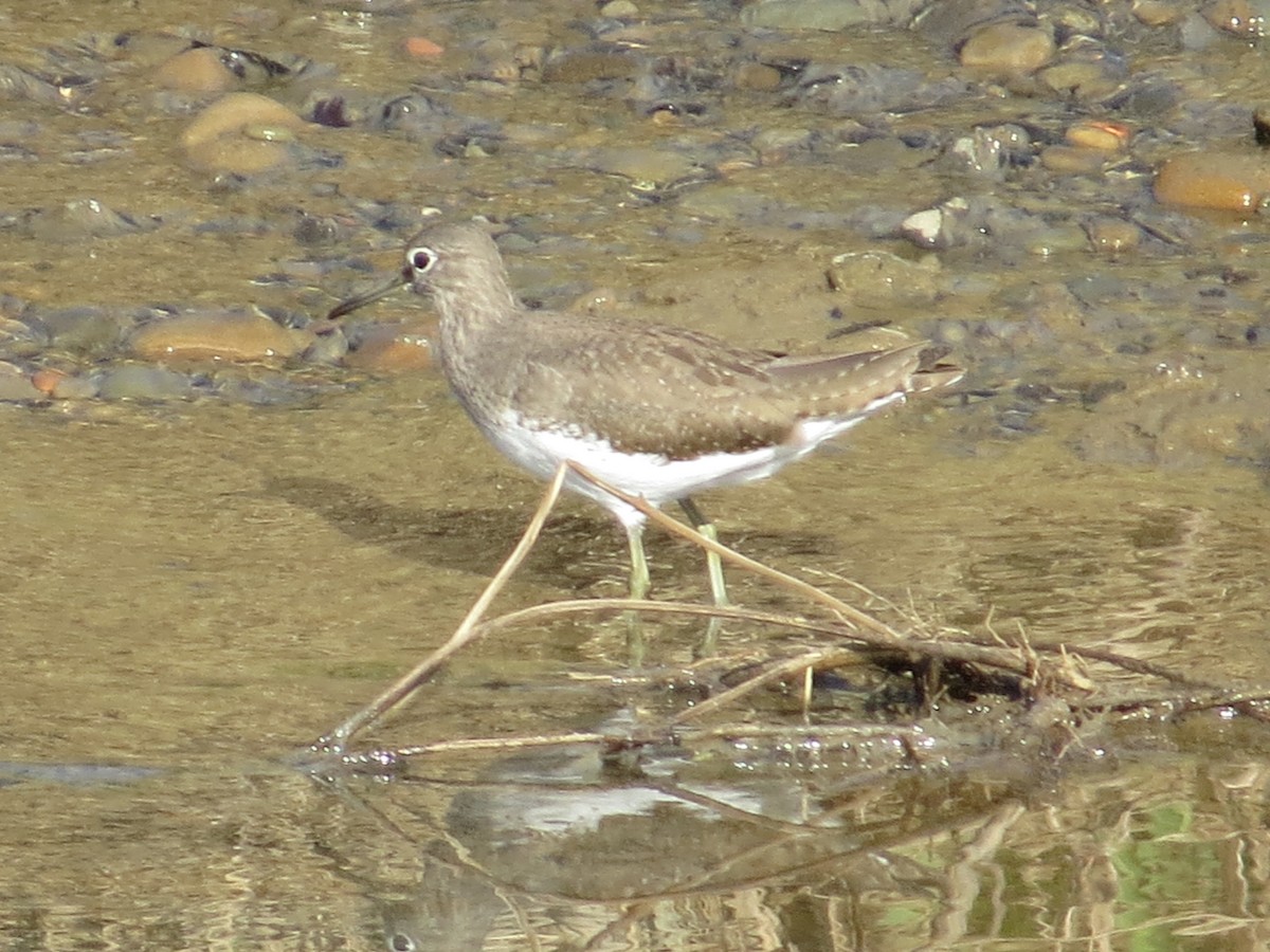 Green Sandpiper - ML645395896
