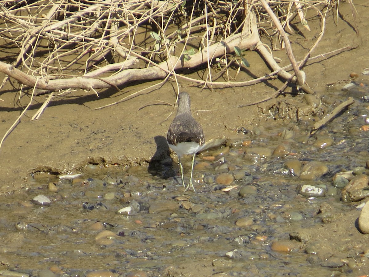 Green Sandpiper - ML645395897