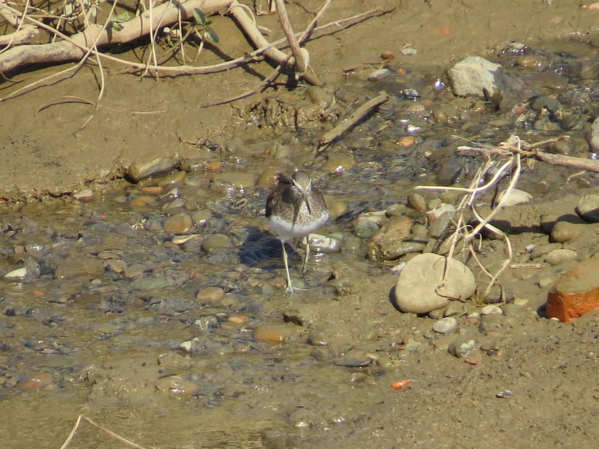 Green Sandpiper - ML645395898
