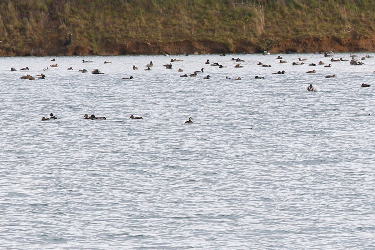 Common Scoter - ML645395899