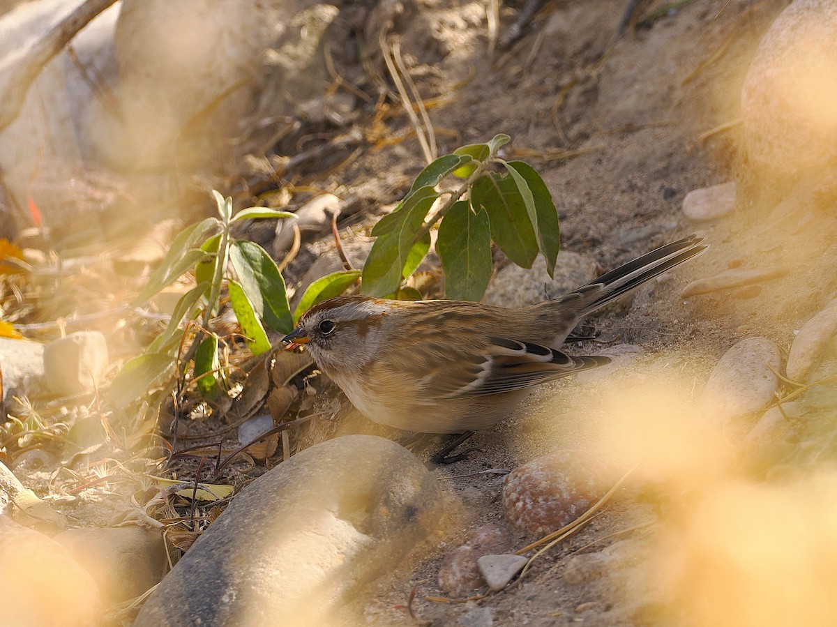 American Tree Sparrow - ML645395903