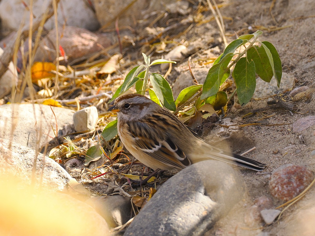 American Tree Sparrow - ML645395904