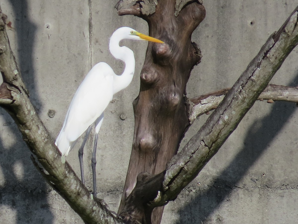 Great Egret - ML645395916