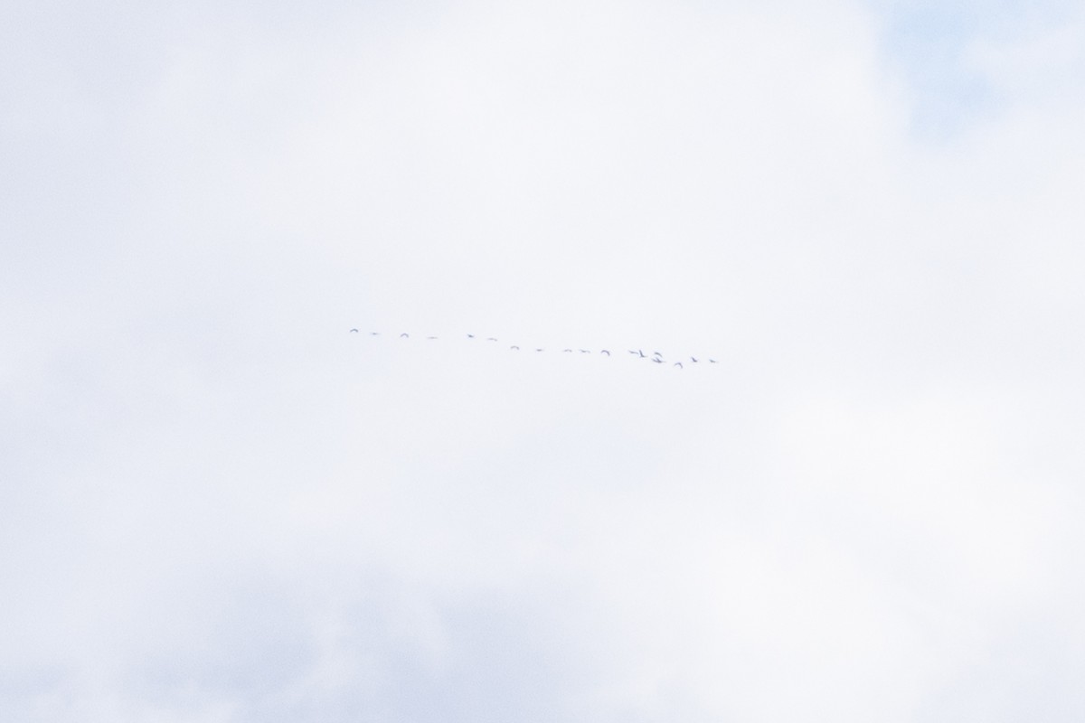 Sandhill Crane - ML645395917