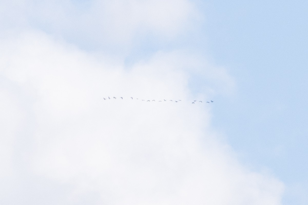 Sandhill Crane - ML645395918