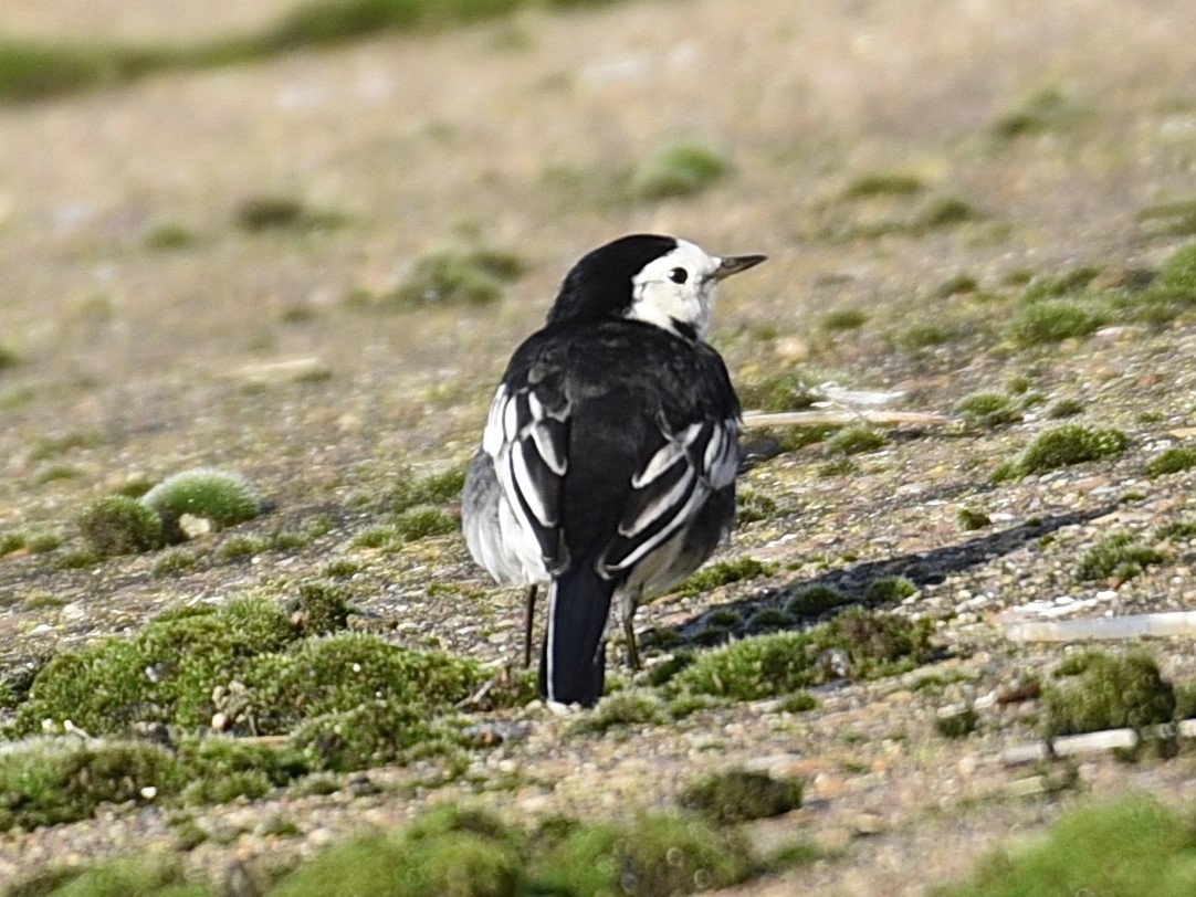 White Wagtail (British) - ML645395923