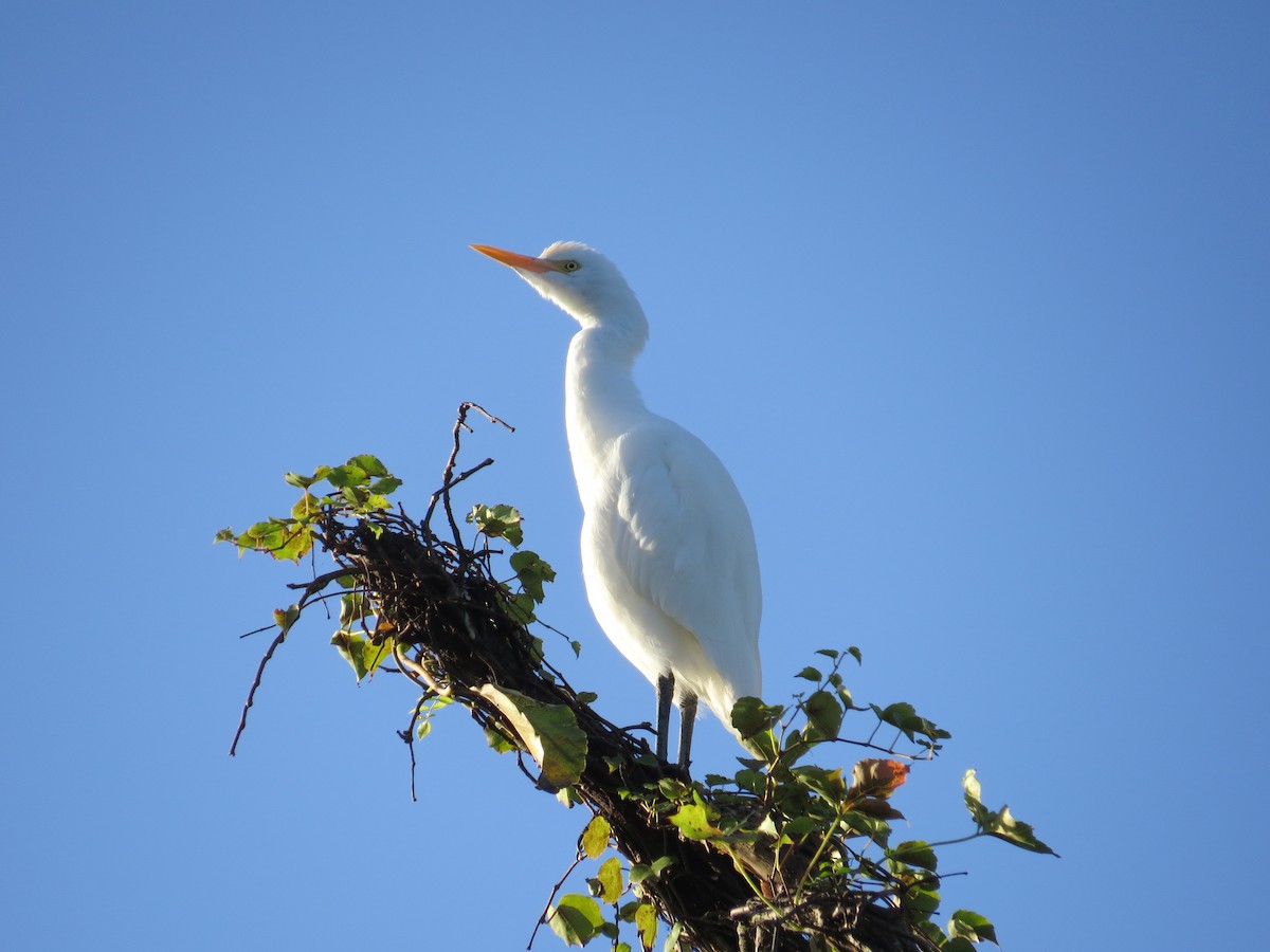 Eastern Cattle-Egret - ML645395928