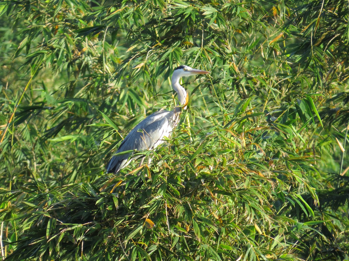Gray Heron - ML645395935