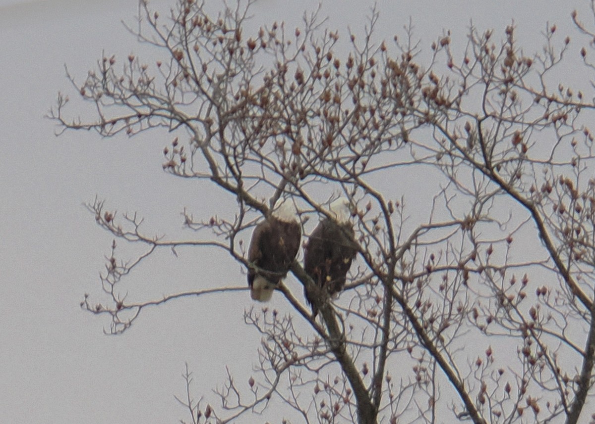 Bald Eagle - ML645395936