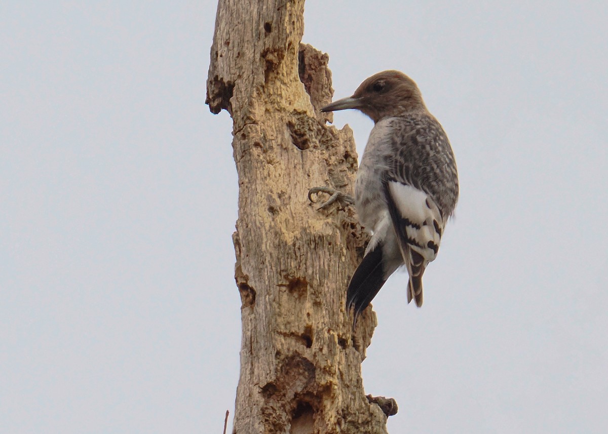 Red-headed Woodpecker - ML645395942