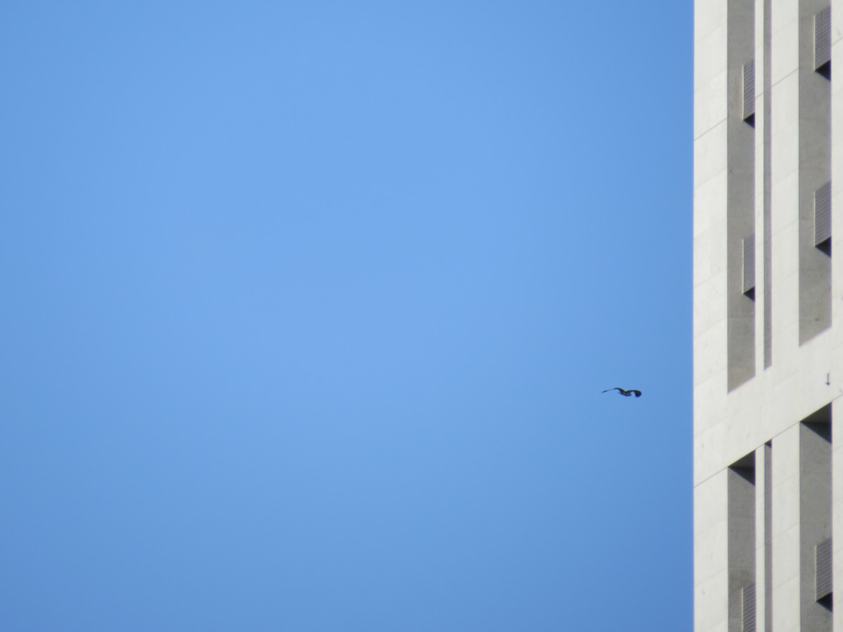 Osprey - ML645395943