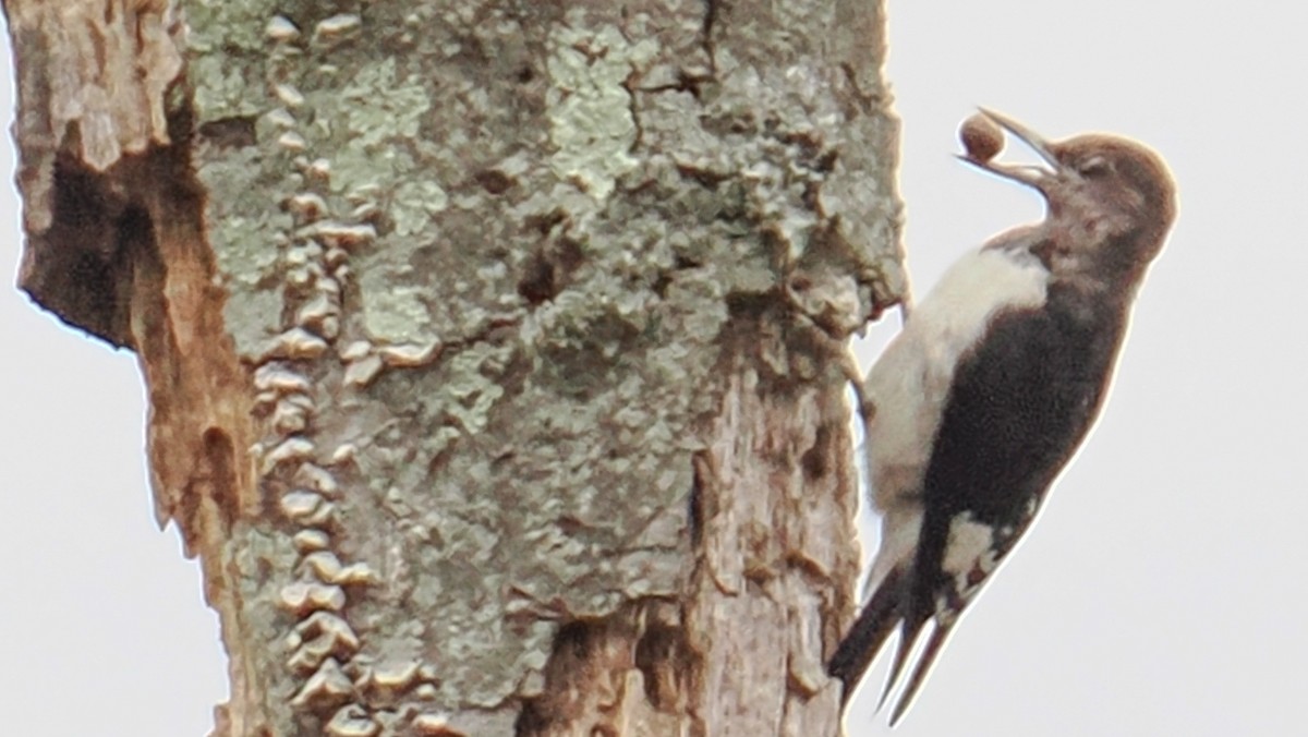 Red-headed Woodpecker - ML645395944