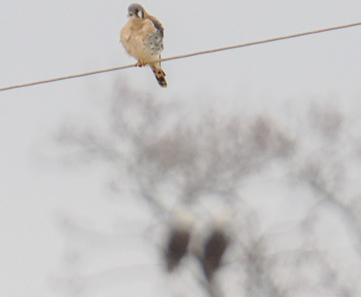 American Kestrel - ML645395945