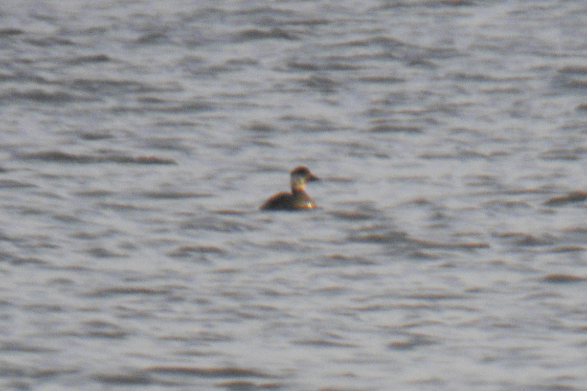 Common Scoter - ML645395946