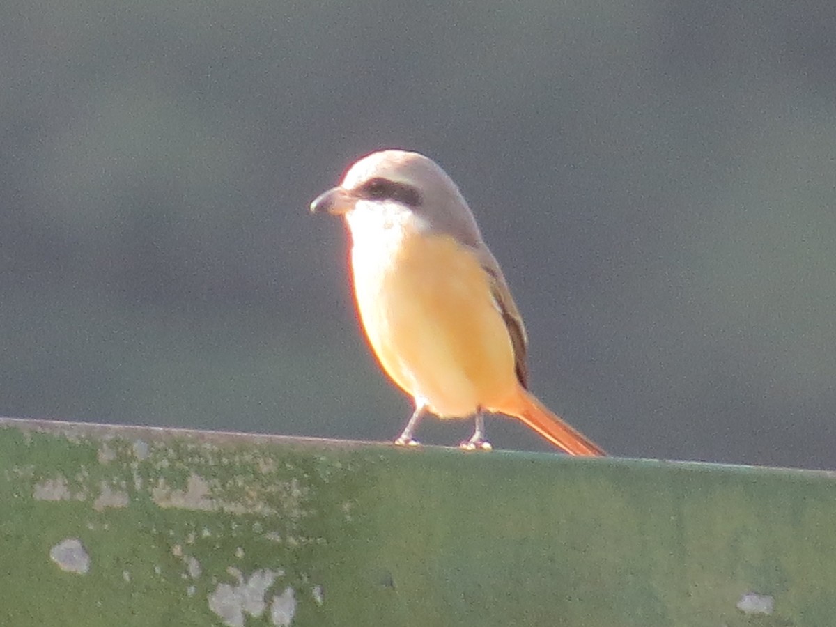 Brown Shrike - ML645395956