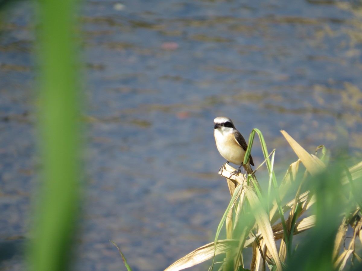 Brown Shrike - ML645395957