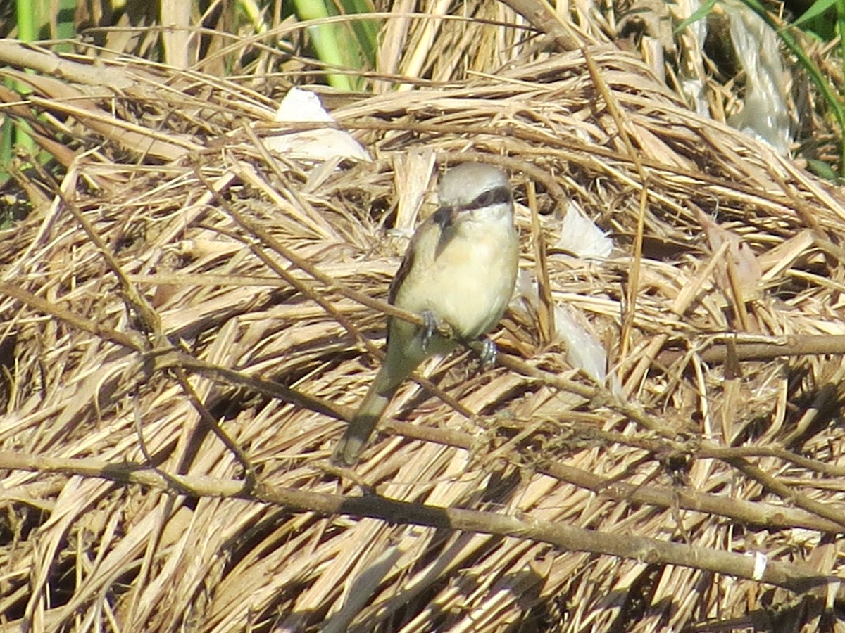 Brown Shrike - ML645395958