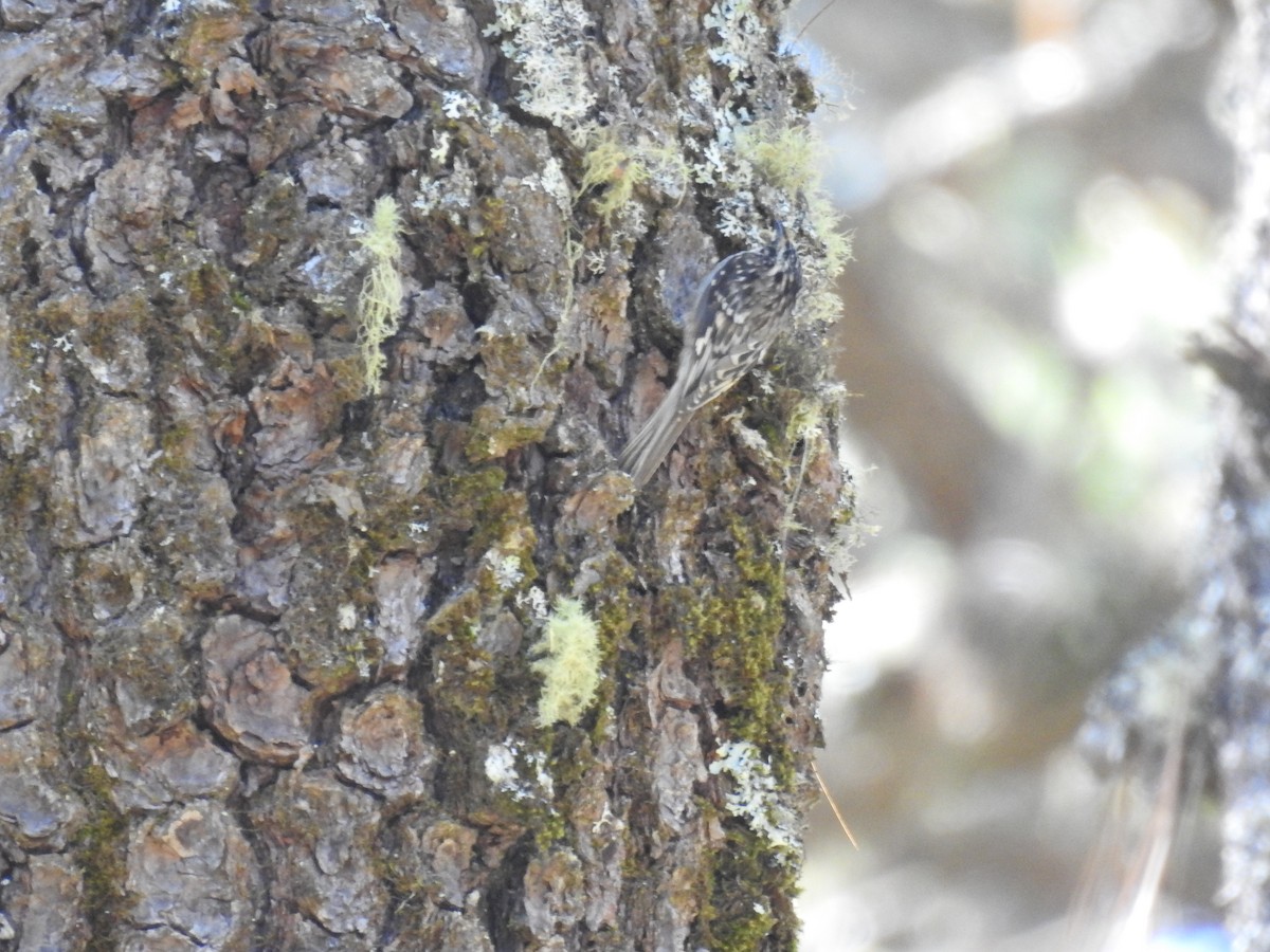 amerikatrekryper - ML645395961