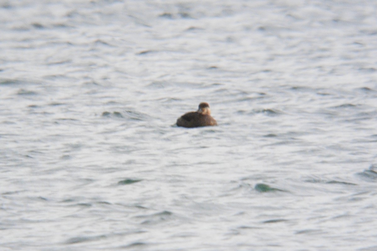 Common Scoter - ML645395969