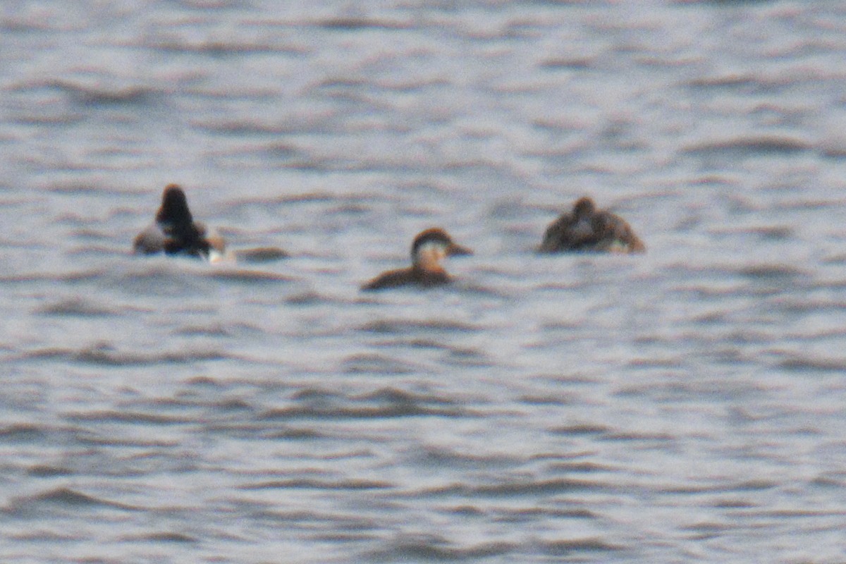 Common Scoter - ML645395971