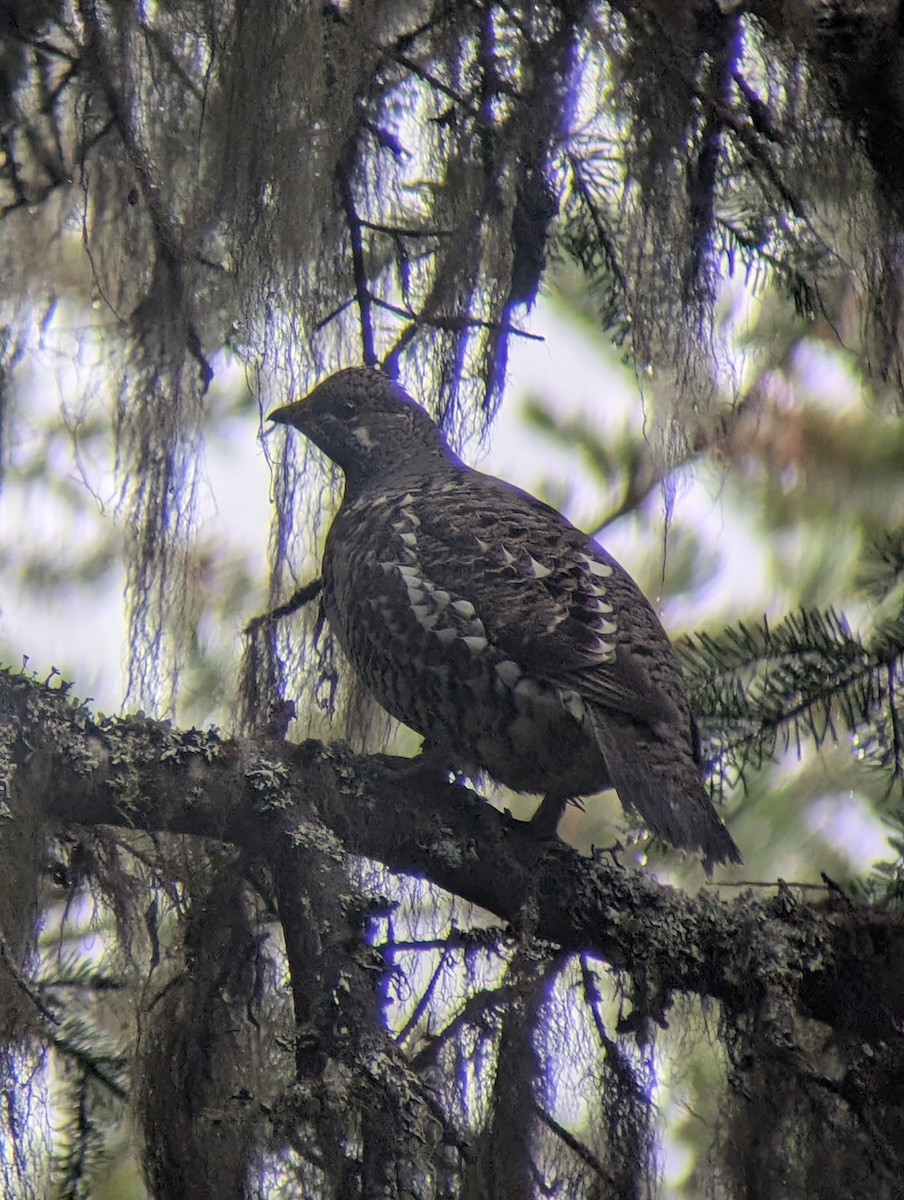 Spruce Grouse - ML645395972