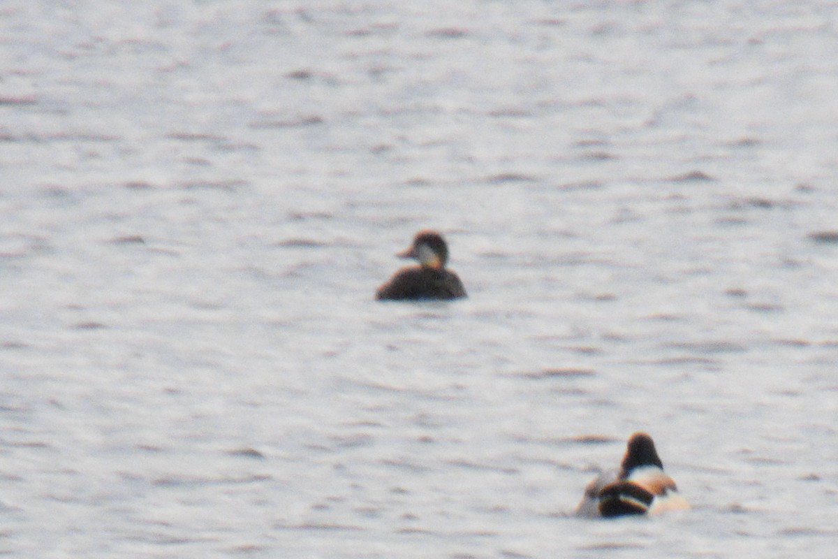 Common Scoter - ML645395979